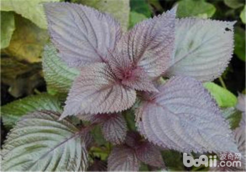 紫苏叶的两种繁殖方法 观叶植物繁殖 波奇网百科大全