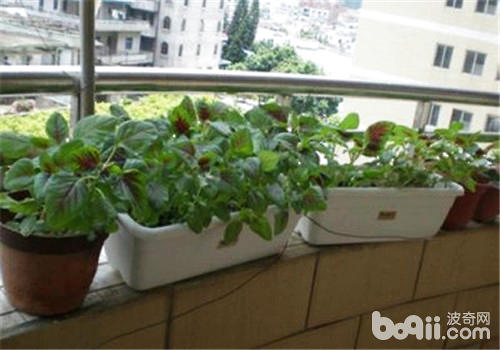 阳台蔬果播种前种子的处理及保存