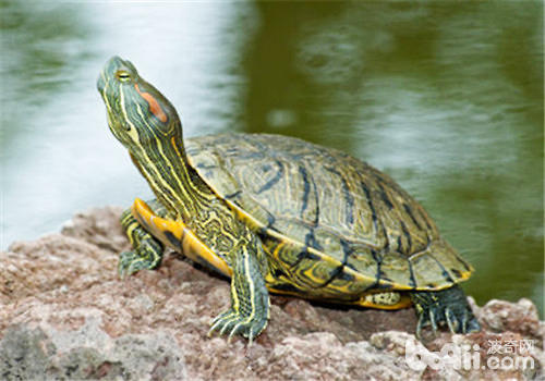 如何判断巴西龟的营养状况