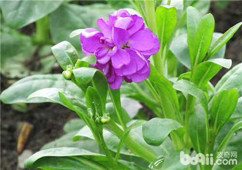 如何让紫罗兰四季开花