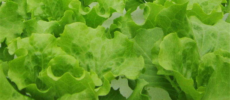 水培生菜的注意事项|流行新宠栽培-波奇网百科