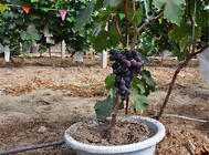 如何改善外界環境來養好葡萄