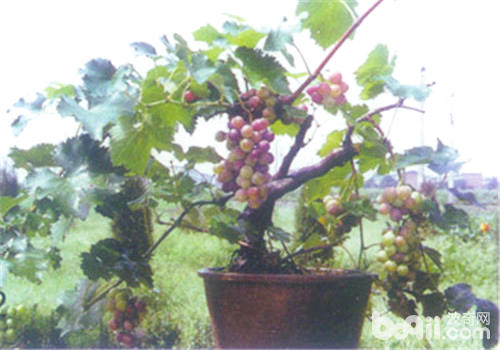 如何改善外界环境来养好葡萄