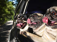 为什么狗狗乘车时喜欢将头伸出窗外