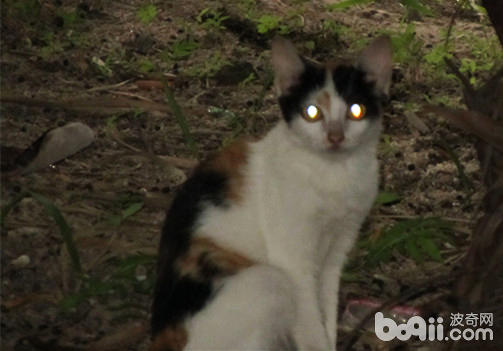 猫咪眼睛的奥妙——为什么夜间猫咪眼睛会发光？