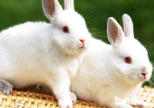 如何避免兔子在运动时受伤