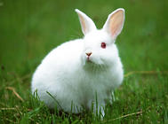 兔子吞食幼兔怎么办