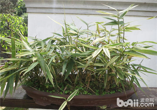 盆竹的饲养要点与矮化方法
