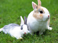 兔子长时间吃草有什么问题吗