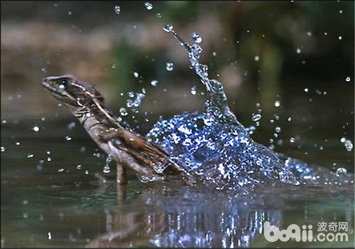 带你认识一种能在水面奔跑的蜥蜴
