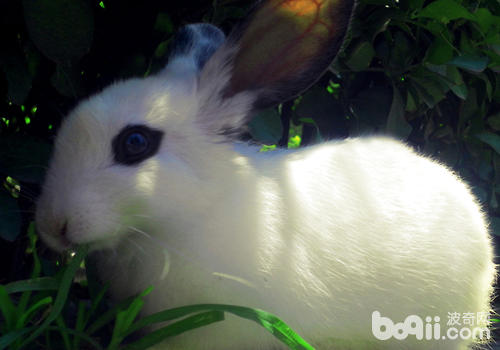 兔子长时间吃草有什么问题吗