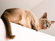 給貓咪做SPA的好處有哪些？又有哪些療程呢？
