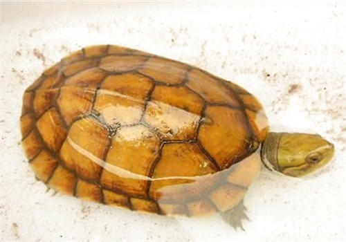 如何挑选和喂养黄喉拟水龟