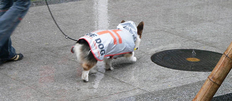 雨天带狗狗外出要注意什么