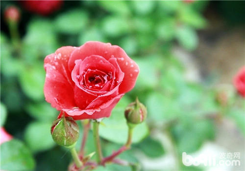 玫瑰嫁接的方法及注意事项|观花植物繁殖-波奇网百科