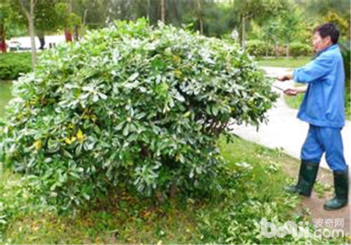 园林修剪量应该如何控制 园林修剪量应该如何控制