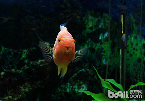 如何預防觀賞魚疾病 如何預防觀賞魚疾病