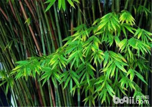 小琴丝竹的栽培方法