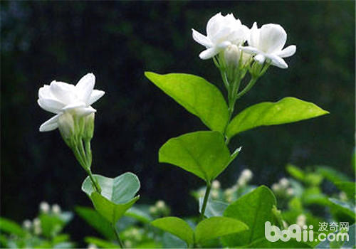 光照对茉莉花的影响