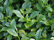 茶树在城镇绿化中的应用