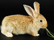 葡萄糖对养兔有何作用