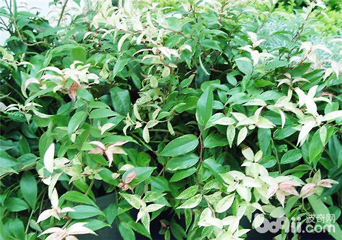花森藜芦的养护管理 花森藜芦的养护管理
