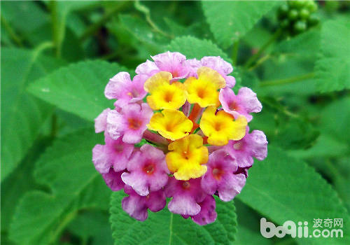 冬春季节五色梅的养护管理