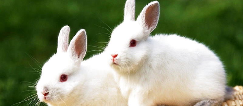 七月正处于高温时节,对于养兔并不是一个有利的时间,高温容易导致兔子