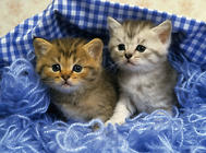 防止貓咪破壞窗簾和抽紙的方法有哪些？