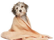 狗狗在家洗澡与外出洗澡要注意什么