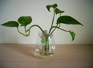 水培植物能改善环境湿度