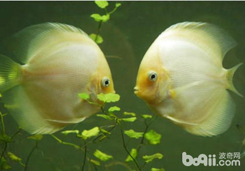 治療觀賞魚魚病時需要注意什么 治療觀賞魚魚病時需要注意什么