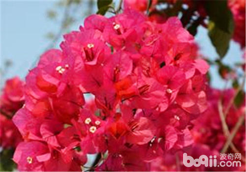 杜鹃花盆土酸化可复壮