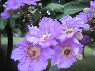 紫薇的播种繁殖方法及注意事项