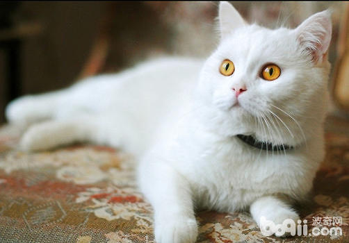 造成猫咪粉刺的原因有哪些？该如何治疗？