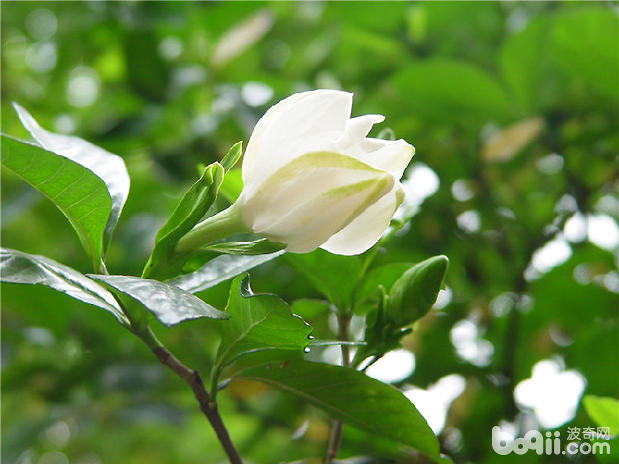 栀子花的繁殖要点