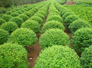 梅雨季节苗木需做好施肥及抗旱工作
