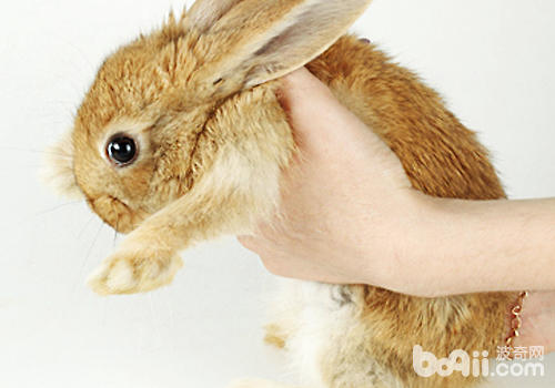 兔子怀孕期间的常见病|小宠常见病症-波奇网百