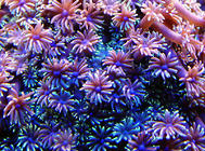 如何饲养好珊瑚