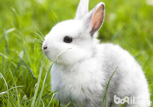 怎样预防兔异食症