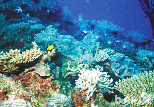 水族珊瑚礁的颜色变化与光照