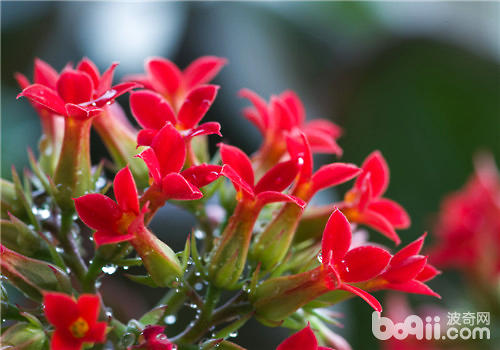 长寿花的夏季养护要点