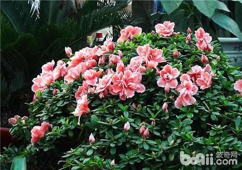 杜鹃花的修剪方法介绍