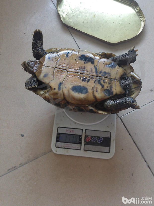 记录一例缅甸陆龟冬眠醒来状态差的病例