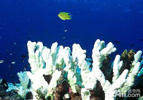 为什么珊瑚会白化