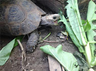 記錄一例緬甸陸龜冬眠醒來狀態差的病例