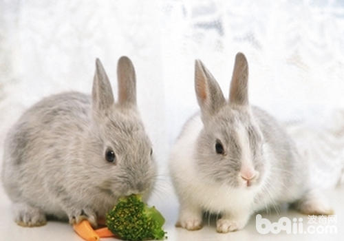 兔子有哪些行为特点