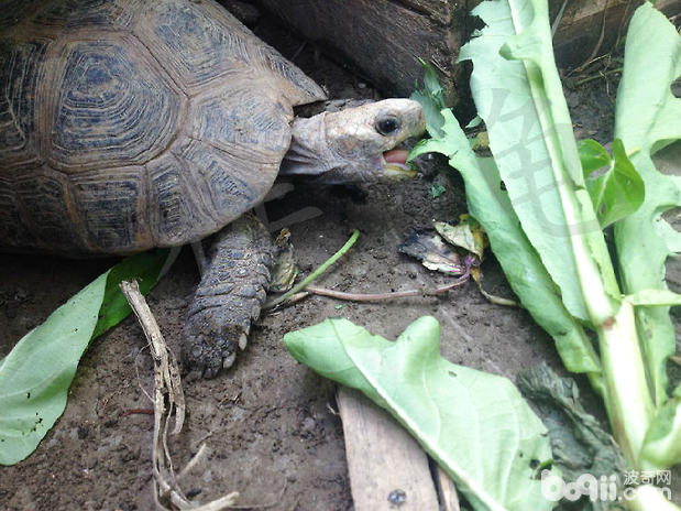记录一例缅甸陆龟冬眠醒来状态差的病例