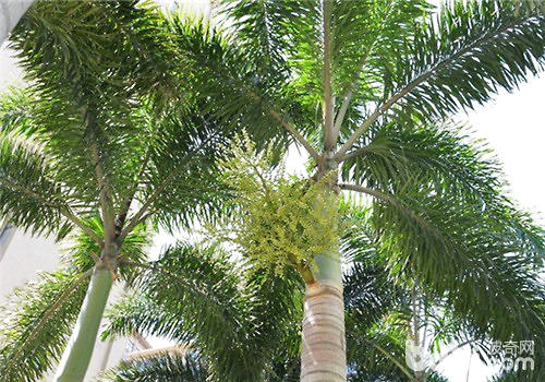 狐尾椰子的栽培方法及应用