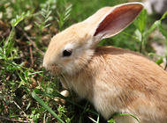 兔子有哪些行为特点